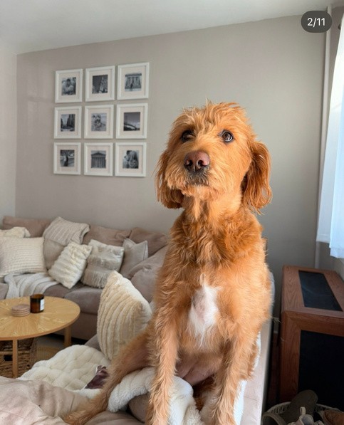 Piper, Tom Fior's dog